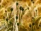 Igra Poppy Bud Jigsaw online