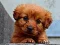 Igra Puppy Puzzle online