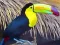 Igra Toucan Bird Jigsaw online