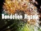 Igra Dandelion Jigsaw online
