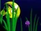 Igra Flash Fish Freddie online