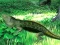 Igra Lizard Forest Escape online