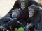 Igra Funny Chimpanzee Jungle Escape online