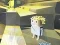 Igra Kogama: Adventure online
