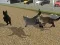 Igra Run Cat Cat Race online