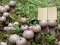 Igra Lycoperdon Mushroom Land Escape online