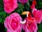 Igra Precious Rose Escape online