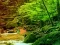 Igra Peaceful Rainbow Forest Escape online