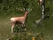 Igra Sniper Hunting Deadly Animal online