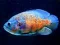 Igra Tiger Fish Jigsaw online