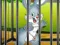 Igra Rabbits Carrot Conundrum online