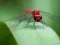 Igra Dragon Fly Jigsaw online