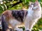 Igra Rotate Puzzle - Cats and Dogs online