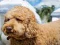 Igra Labradoodle Jigsaw online