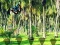 Igra Rescue Tasmanian Tiger online
