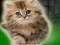 Igra Couple Kitten Escape online