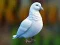 Igra Realistic Pigeon Rescue online