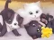 Igra Jigsaw Puzzle: Playing Cats online