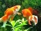 Igra Blue Fish Escape online
