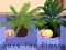 Igra Save the Plants online