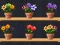 Igra Good Flower Master online