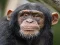Igra Chimpanzee Jigsaw online