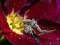 Igra Crab Spider Jigsaw online