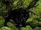 Igra Escape from Black Panther Forest online