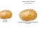 Igra Potato Construct 2 Edition online
