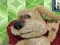 Igra Talking Ben the Dog online