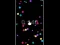 Igra Pop Ball online