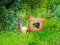 Igra Return To Alsunga Forest online