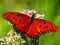 Igra Nature Jigsaw Puzzle Butterfly online