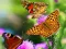 Igra Butterfly Slide online