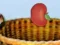 Igra Harvesting online