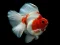 Igra Gold Fish Jigsaw Puzzle online