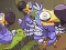 Igra Save The Dodos online
