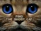 Igra Find the Ghost Cat online