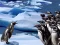 Igra Penguins Slide online