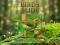 Igra Birds Slide online