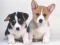 Igra Cute Puppies Puzzle online