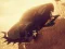 Igra Car vs Zombie Derby online