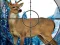 Igra Sniper Stag Hunter online