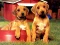 Igra Puppy Pairs Puzzle online