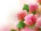 Igra Pink Roses online
