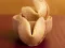 Igra Fortune Cookies online