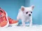 Igra Lovely Puppy Puzzle online