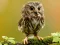 Igra Animal Hidden Stars online