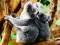 Igra Cute Baby Koala Bear online