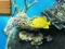 Igra Big fish eats small online